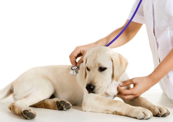 Take care of Pets